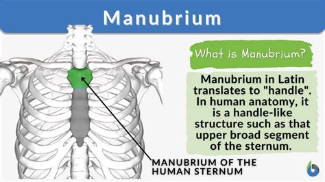 manubrium definition