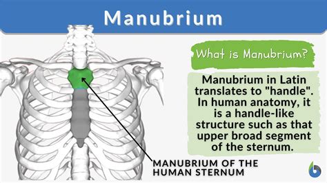 manubrium definition medical