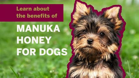 manuka honey benefits for dogs