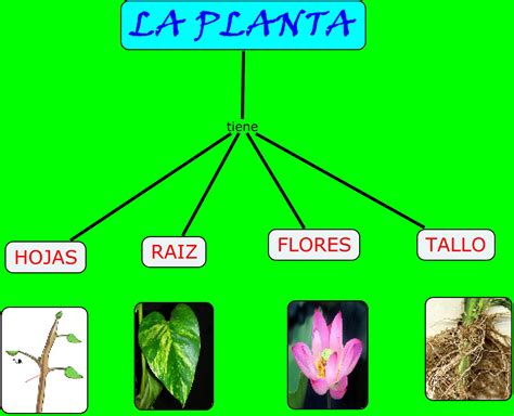 Reino Plantae Plantae, Reino plantae, Mapa