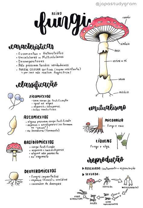 Pin em Resumos