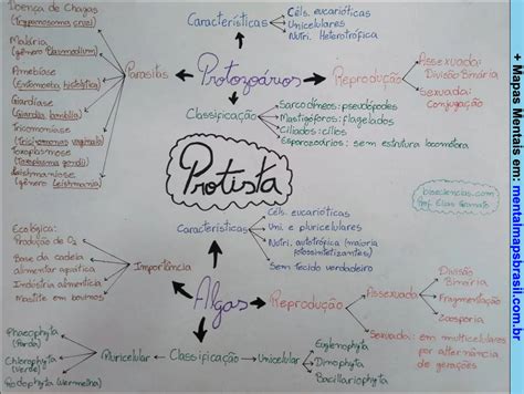 MAPA MENTAL SOBRE REINO PROTISTA STUDY MAPS