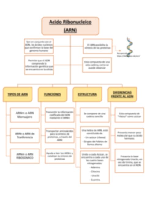 11+ Esquema Del Adn Y Arn Gif Mercio Mapa