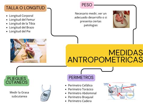 Mapa Conceptual De Antropometria tingfor