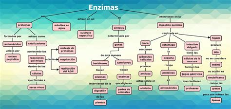 Enzimas mapa conceptual ¡Guía paso a paso!