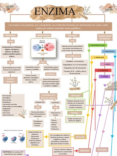 Mapa Conceptual De Enzimas Pdf: Una Guía Completa