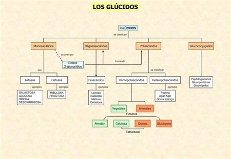 Calaméo Mapa Conceptual Glucidos