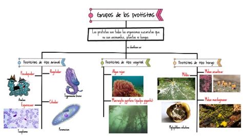 MAPA MENTAL SOBRE REINO PROTISTA STUDY MAPS