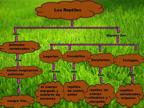 Tecnologia (poder de la practica) Mapa Conceptual (reptiles)