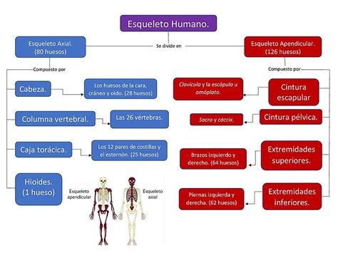 Aprendiendo juntos Mapa conceptual del esqueleto