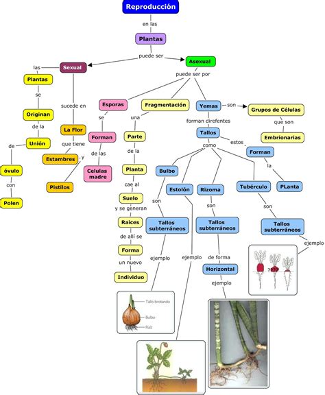 Mapa Conceptual Sobre La Reproducción De Los Seres Vivos