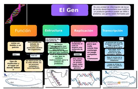 cienciaselrosario Mapa Conceptual Gen