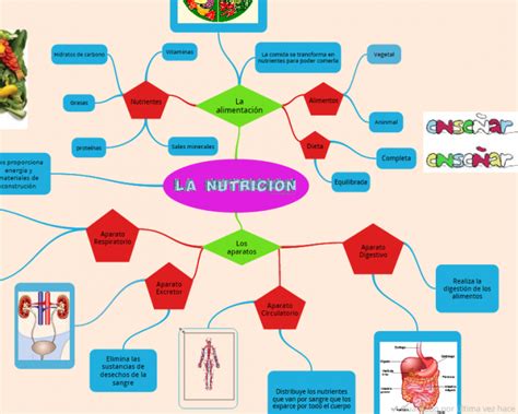 Calaméo Mapa Mental Nutrición