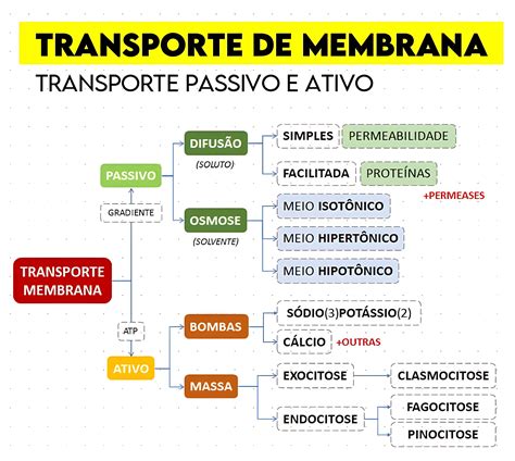 Transporte Celular Mapa Conceptual Images and Photos finder