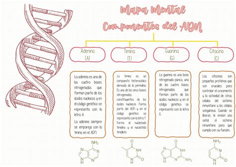 Get Acidos Nucleicos Mapa Conceptual Background Plural