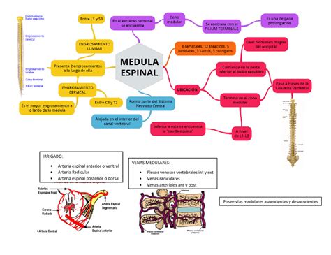 medula espinal mapa conceptual Buscar con Google Map, Life, Map