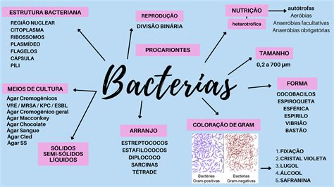 Bacterias Mapa Mental Images and Photos finder