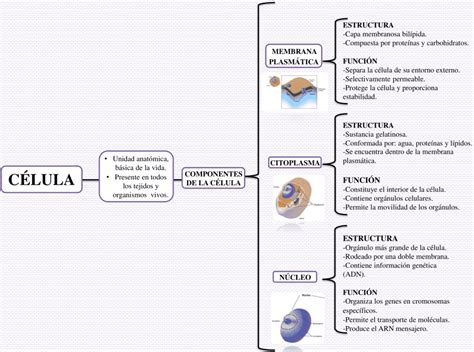 jenciencias Mapa conceptual de la célula