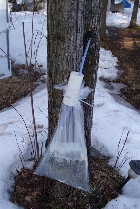 Sap bag holder for making Maple syrup The Trader Classifieds