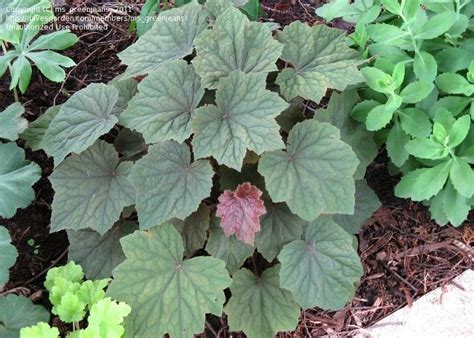 PlantFiles Pictures Hairy Alumroot, Maple Leaf Alumroot 'Miracle', 1