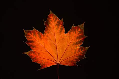 maple leaf in fall