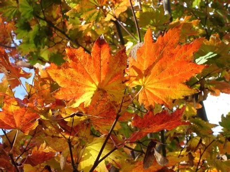 maple leaf ontario canada