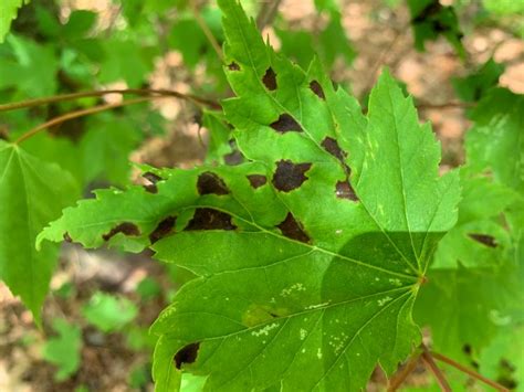 maple leaf tree diseases