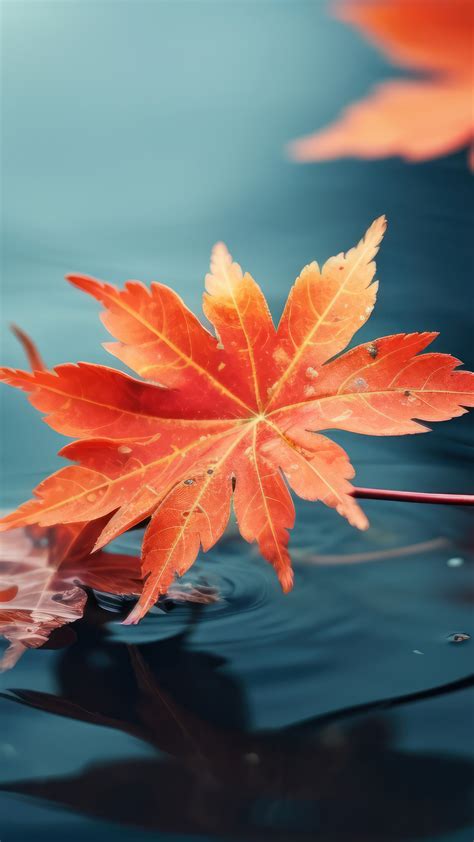 wallpaper maple, leaf, blur HD Widescreen High Definition Fullscreen