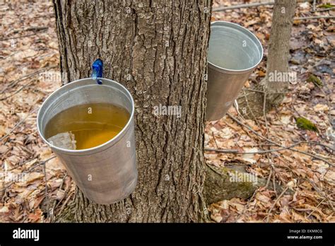 Maple Syrup Is Tree Sap