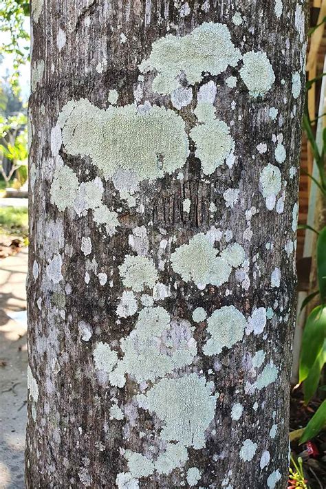 maple tree bark diseases