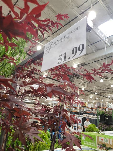 Maple Tree Costco