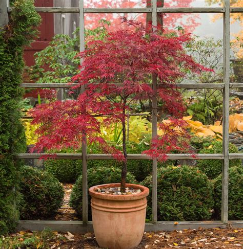 maple tree in container