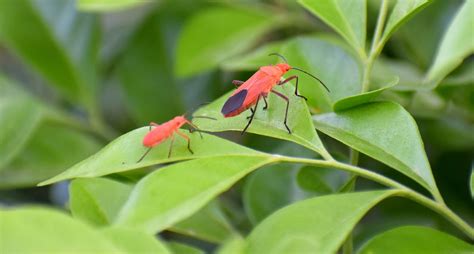 Maple Tree Leaf Bugs