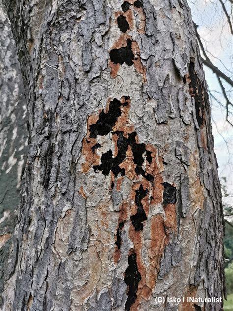 maple tree trunk diseases