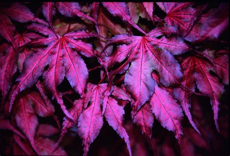 maple with purple leaves