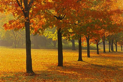 Maple Tree Autumn Leaves Free photo on Pixabay Pixabay