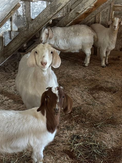 Maplehurst Livestock