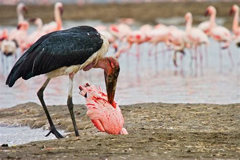 marabou stork eating flamingo