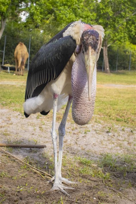 marabou stork next to human