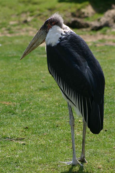 marabout wikipedia bird