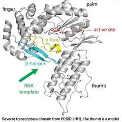 Marathonrt Reverse Transcriptase Kerafast Catalog