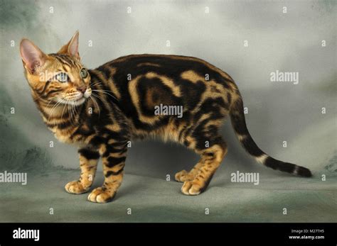 Marble Bengal Cat