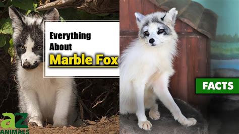 marble fox melbourne
