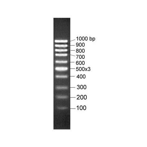 marcador de peso molecular