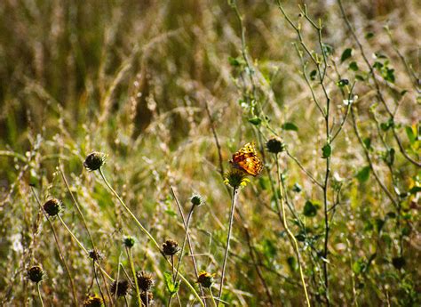 Marcia Brady Cameltoe