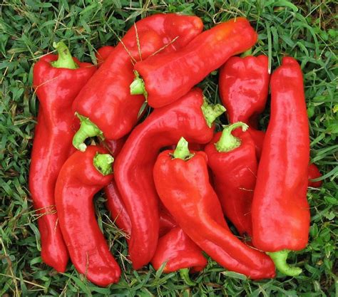 marconi pepper seed heirloom