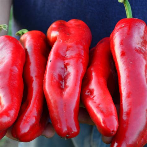 marconi red sweet peppers