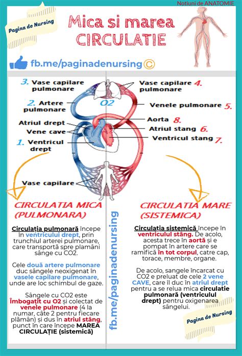 marea si mica circulatie