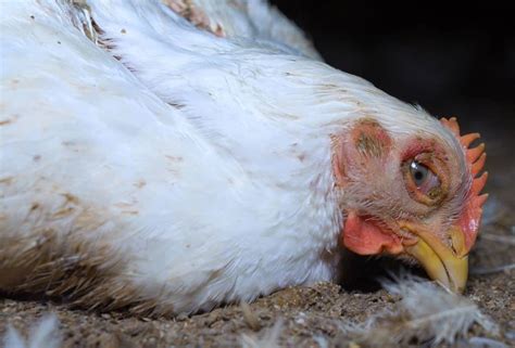 marek's disease in chickens