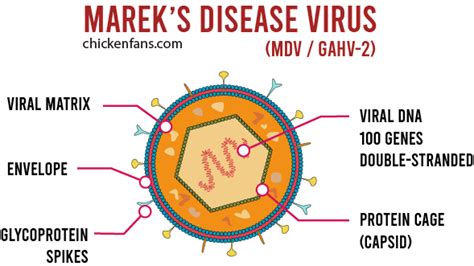 marek's disease virus genome
